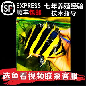 龍頭魚擺件如何清潔（龍頭魚擺件多久清潔一次合適龍頭魚擺件的清潔方法）