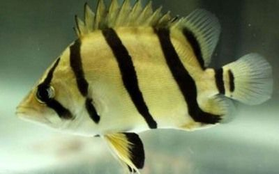 泰北虎魚養殖方法視頻：泰北虎魚好養嗎怎么養泰北虎魚好養嗎怎么養喂食