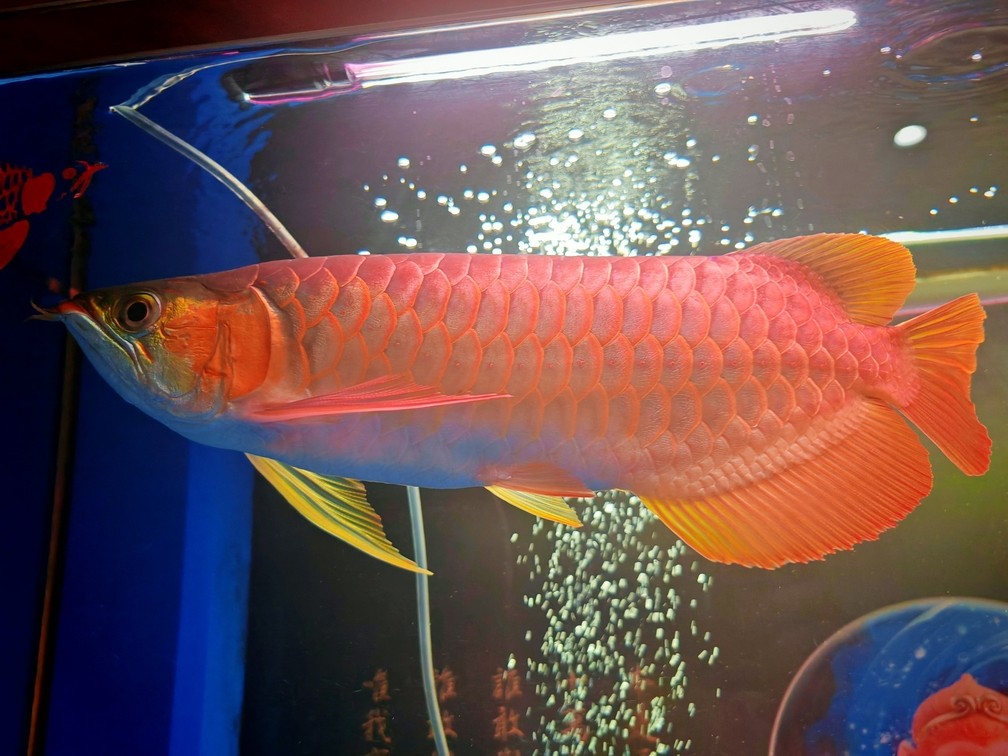 胖胖的油條入缸了