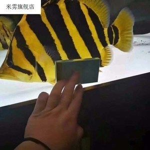 四紋虎魚和三紋虎魚的區(qū)別是什么：三紋虎魚和四紋虎魚在外觀特征差異以及飼養(yǎng)特性上都有所不同