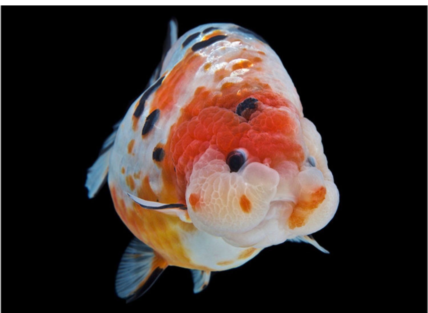 30的魚(yú)缸能養(yǎng)蘭壽嗎：30厘米的魚(yú)缸可以養(yǎng)蘭壽嗎？