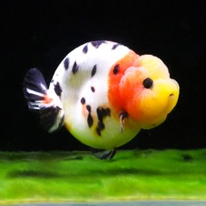 30的魚(yú)缸能養(yǎng)蘭壽嗎：30厘米的魚(yú)缸可以養(yǎng)蘭壽嗎？