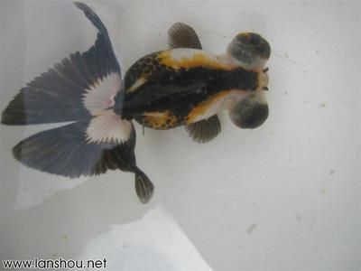 30的魚(yú)缸能養(yǎng)蘭壽嗎：30厘米的魚(yú)缸可以養(yǎng)蘭壽嗎？