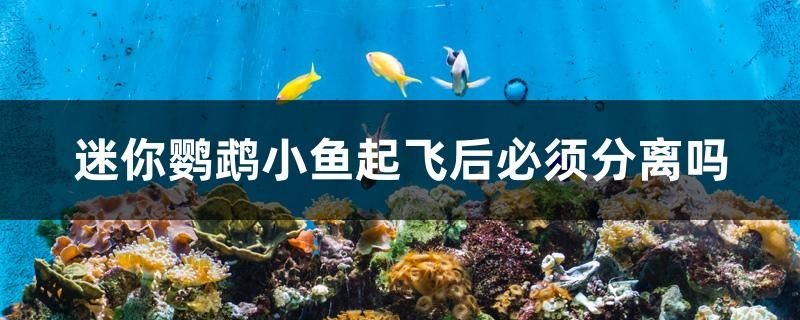 印尼虎魚多少溫度飼養最好:印尼虎魚多少溫度飼養最好印尼虎魚多少溫度飼養最好 迷你鸚鵡小魚起飛后必須分離嗎 馬來西亞咖啡 迷你鸚鵡小魚起飛后必須分離嗎 迷你鸚鵡小魚起飛后必須分離嗎 馬來西亞咖啡