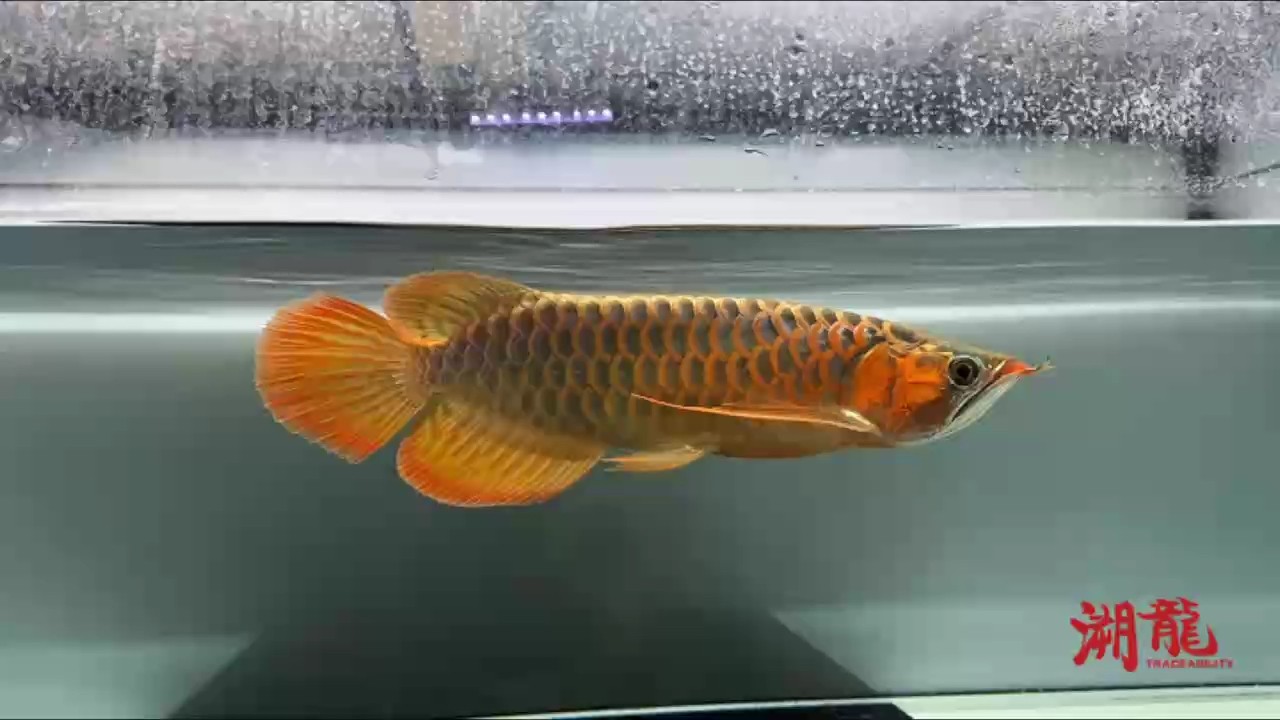 一年半小紅龍 持續更新 第9個月