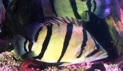 養虎魚適合放沉木嗎：養虎魚是否適合放沉木