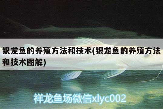 銀龍魚的養殖方法和技術(銀龍魚的養殖方法和技術圖解)