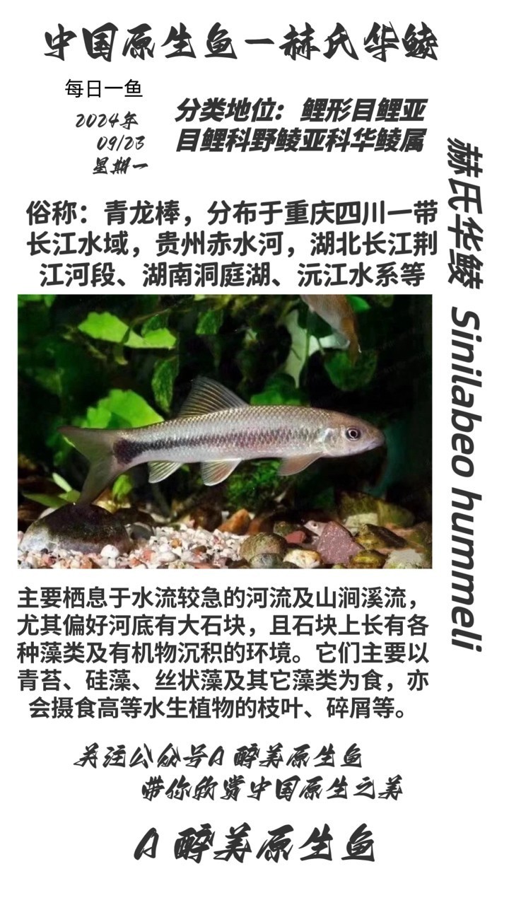 赫氏華鯪