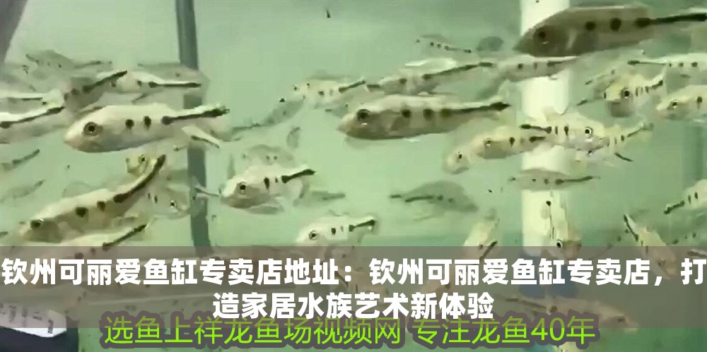 欽州可麗愛魚缸專賣店地址：欽州可麗愛魚缸專賣店，打造家居水族藝術新體驗