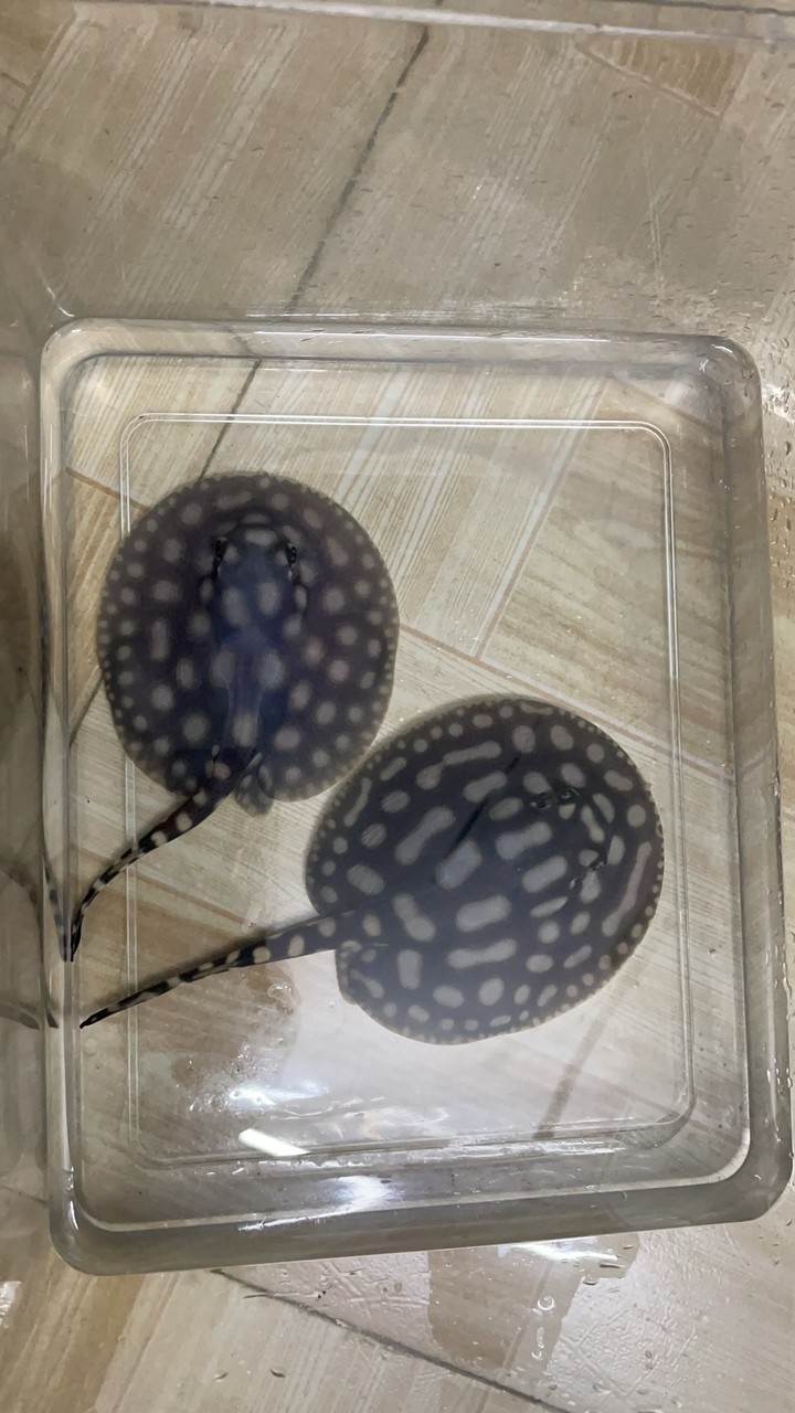 人間清醒，掙錢要緊。