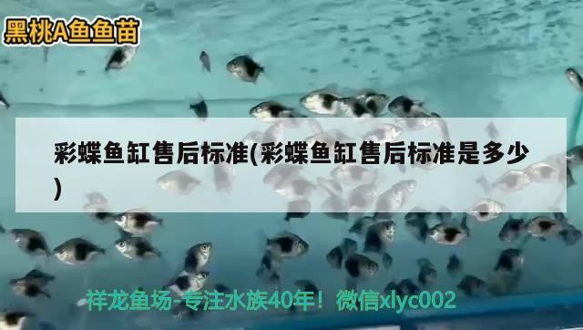 銀龍魚貴還是金龍魚貴(紅龍魚和銀龍魚哪個貴)
