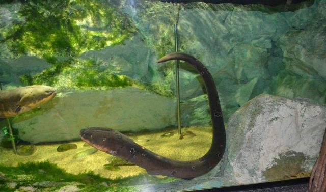 高錳酸鉀泡魚泡幾分鐘：高錳酸鉀泡魚泡幾分鐘可以殺菌
