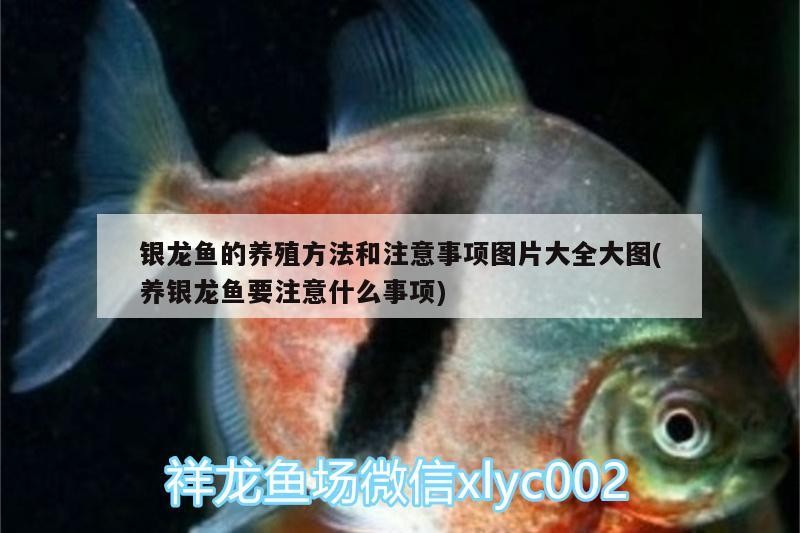 銀龍魚的養(yǎng)殖方法和注意事項(xiàng)圖片大全大圖(養(yǎng)銀龍魚要注意什么事項(xiàng))