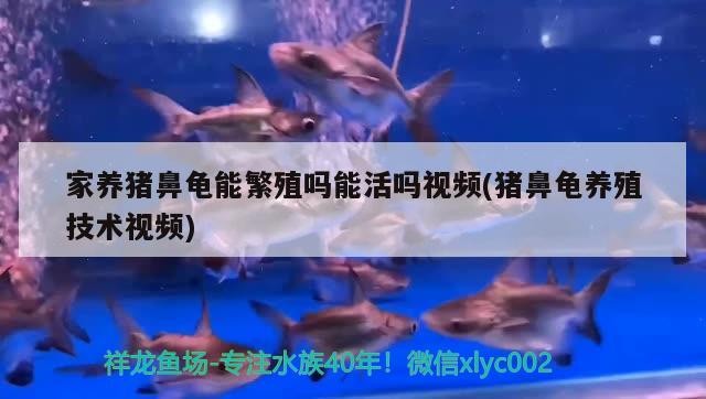 家養豬鼻龜能繁殖嗎能活嗎視頻(豬鼻龜養殖技術視頻)