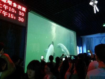 開封水族館vs祥龍魚場（開封水族館和祥龍魚場有什么關(guān)系，開封水族館和祥龍魚場有關(guān)）