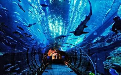 開封水族館vs祥龍魚場（開封水族館和祥龍魚場有什么關(guān)系，開封水族館和祥龍魚場有關(guān)）