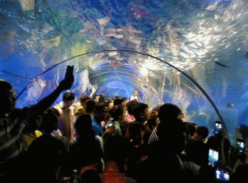 開封水族館vs祥龍魚場（開封水族館和祥龍魚場有什么關(guān)系，開封水族館和祥龍魚場有關(guān)）