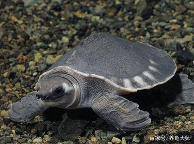 豬鼻龜可以和龍魚一起養嗎:豬鼻龜可以和哪些魚混養 豬鼻龜百科 第1張 豬鼻龜可以和龍魚一起養嗎:豬鼻龜可以和哪些魚混養 豬鼻龜可以和龍魚一起養嗎:豬鼻龜可以和哪些魚混養 豬鼻龜百科 第1張