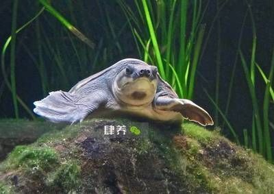 豬鼻龜可以和龍魚一起養嗎:豬鼻龜可以和哪些魚混養 豬鼻龜百科 第6張 豬鼻龜可以和龍魚一起養嗎:豬鼻龜可以和哪些魚混養 豬鼻龜可以和龍魚一起養嗎:豬鼻龜可以和哪些魚混養 豬鼻龜百科 第6張