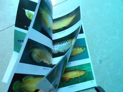 龍魚的養殖與鑒賞論文怎么寫