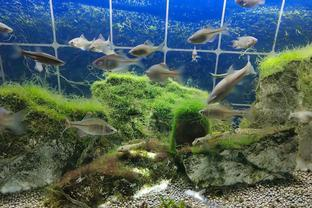 魚缸日光燈照射,水溫28度水還是變綠（魚缸日光燈）
