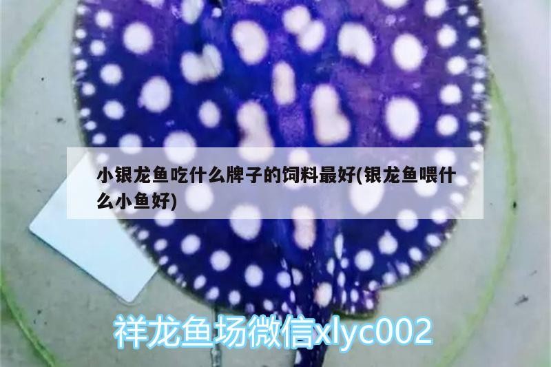 小銀龍魚吃什么牌子的飼料最好(銀龍魚喂什么小魚好)