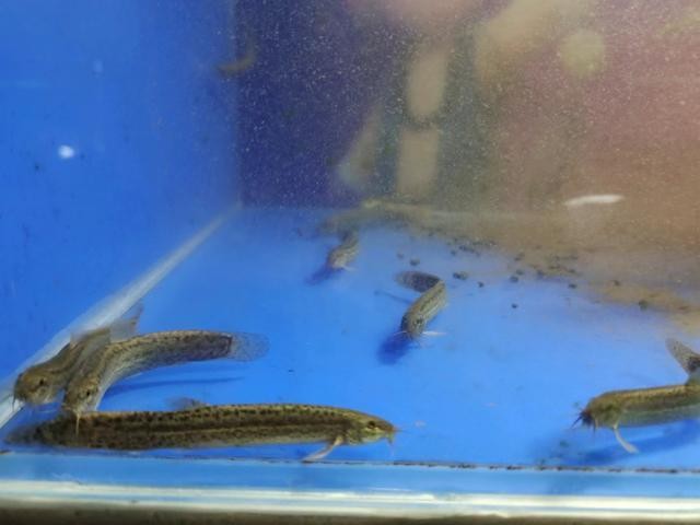 附近魚苗廠：附近魚苗場