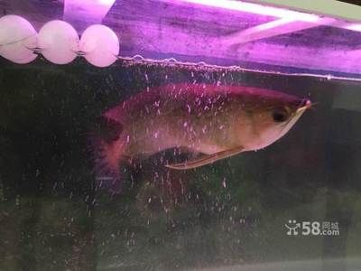 營口龍魚vs祥龍魚場(探討營口龍魚與祥龍魚場之間的差異之前,我們需要明確兩個概念)