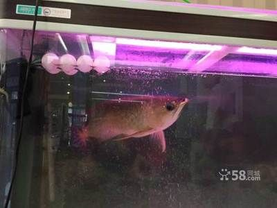 營口龍魚vs祥龍魚場(探討營口龍魚與祥龍魚場之間的差異之前,我們需要明確兩個概念)