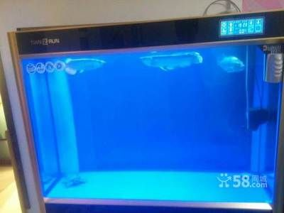 營口龍魚vs祥龍魚場(探討營口龍魚與祥龍魚場之間的差異之前,我們需要明確兩個概念)