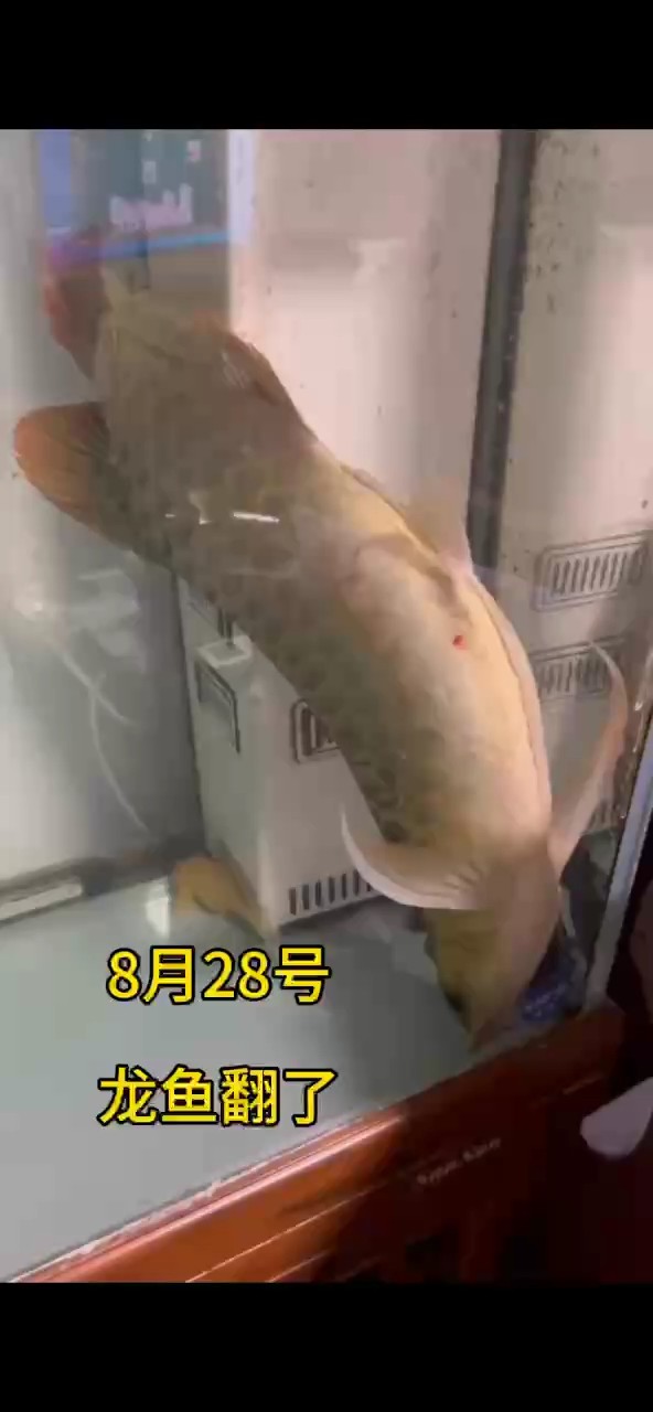每日義診