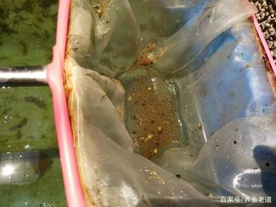 附近有沒有賣魚苗的地方：附近有沒有賣魚苗的地方在哪里