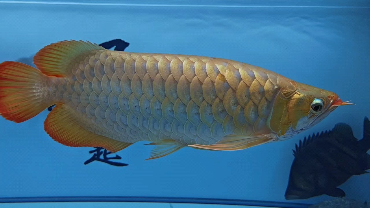 吃飽了，心情很美[haha][haha][haha]