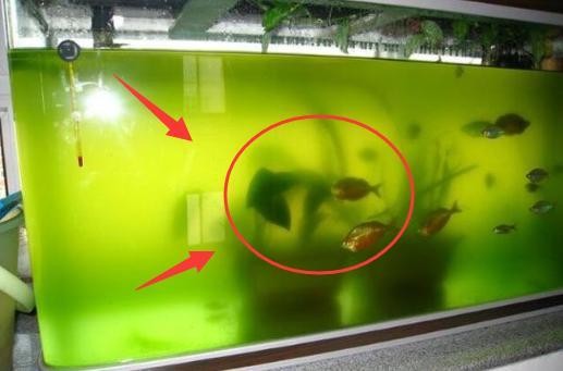 伊罕加熱棒使用方法視頻（伊罕加熱棒使用方法視頻教程）