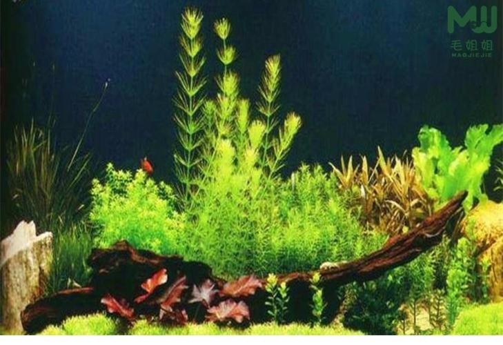 附近金魚店100米左右：離我最近的金魚店
