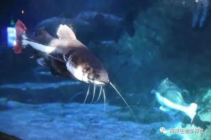 魟魚的嘴巴：類魚的嘴巴長在肚子下面