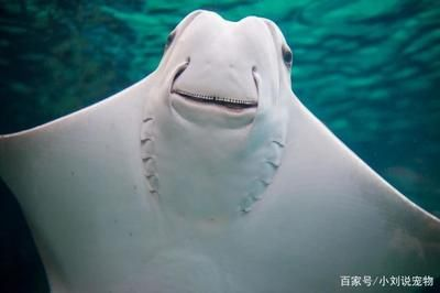 魟魚的嘴巴：類魚的嘴巴長在肚子下面