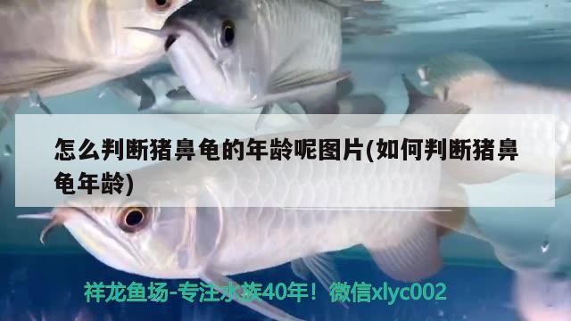 怎么判斷豬鼻龜?shù)哪挲g呢圖片(如何判斷豬鼻龜年齡)