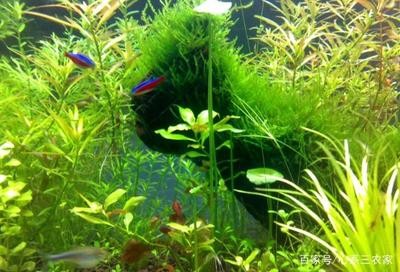 婦女節吃魚的寓意和象征：婦女節吃魚的寓意和象征意義 婦女節吃魚的寓意和象征：婦女節吃魚的寓意和象征意義 龍魚百科 第2張