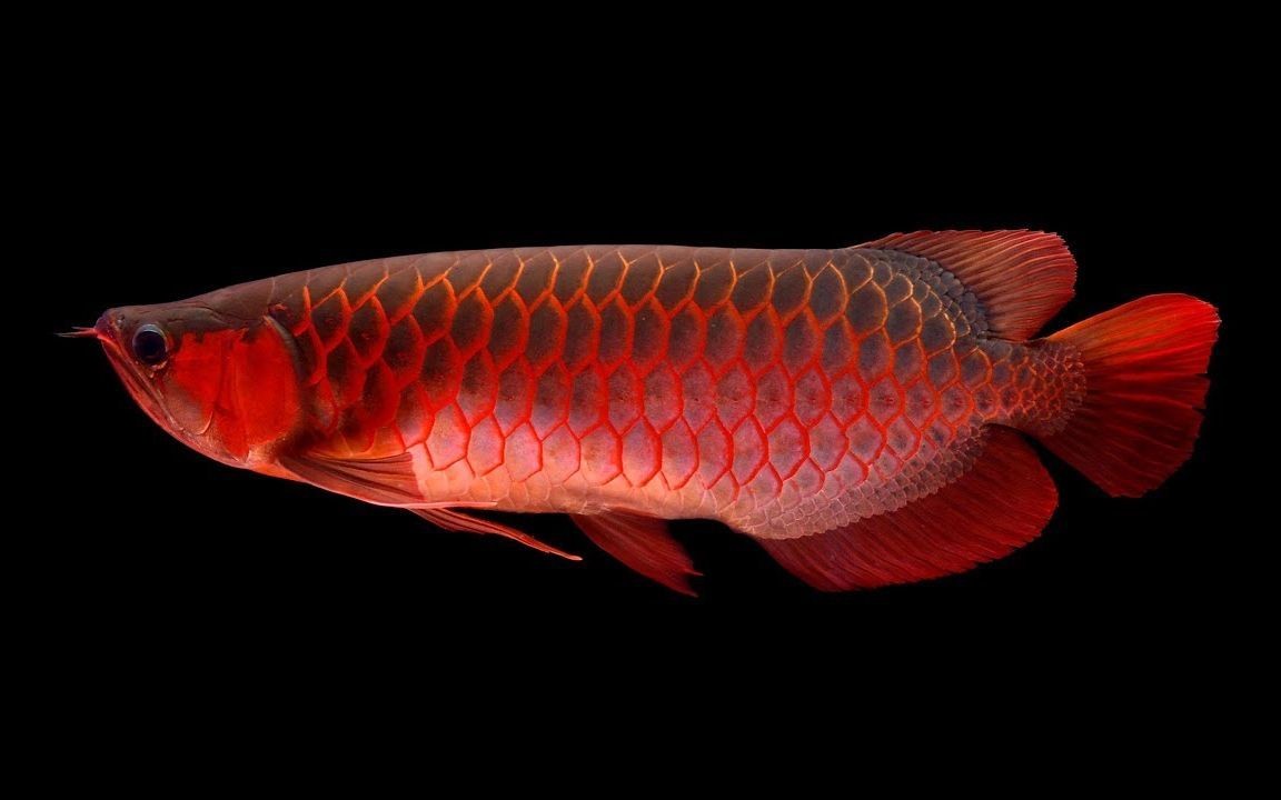 紅龍魚手機壁紙：紅龍魚手機壁紙設置技巧，