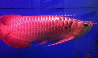 紅龍魚不吃食的原因和解決辦法：影響紅龍魚攝食行為的多種因素