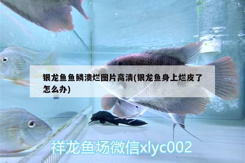 銀龍魚(yú)魚(yú)鱗潰爛圖片高清(銀龍魚(yú)身上爛皮了怎么辦)