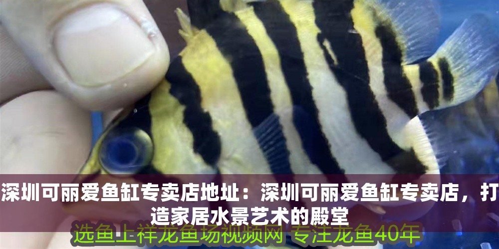深圳可麗愛魚缸專賣店地址：深圳可麗愛魚缸專賣店，打造家居水景藝術的殿堂