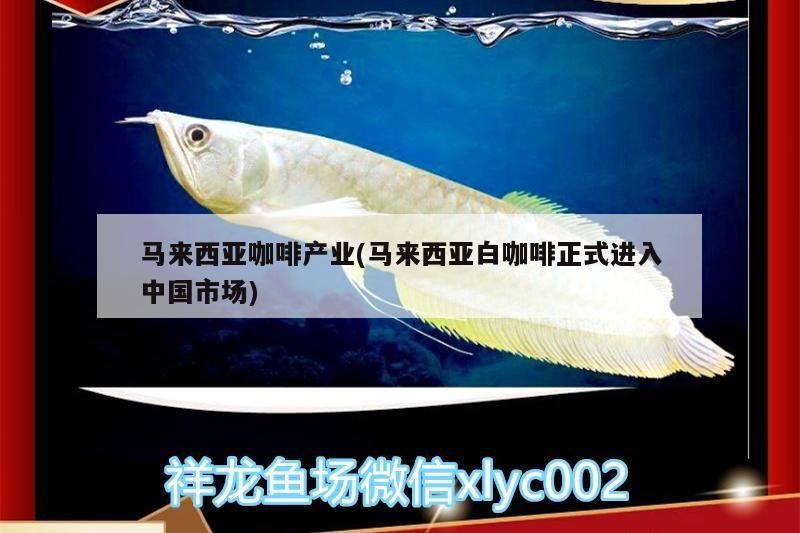 馬來西亞咖啡產業(馬來西亞白咖啡正式進入中國市場)