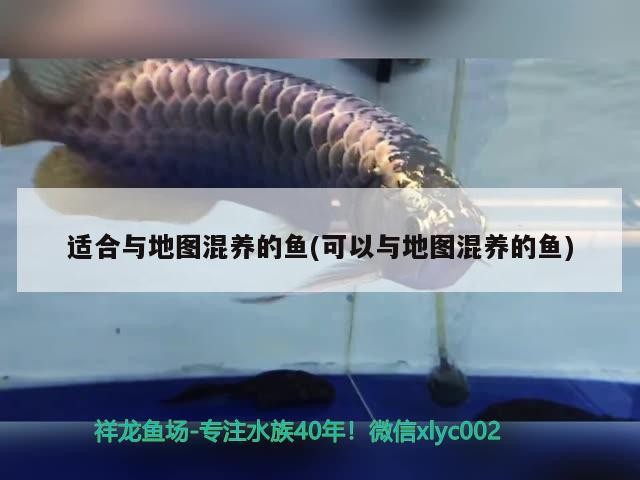 適合與地圖混養(yǎng)的魚(可以與地圖混養(yǎng)的魚)