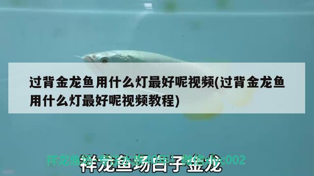 過背金龍魚用什么燈最好呢視頻(過背金龍魚用什么燈最好呢視頻教程)