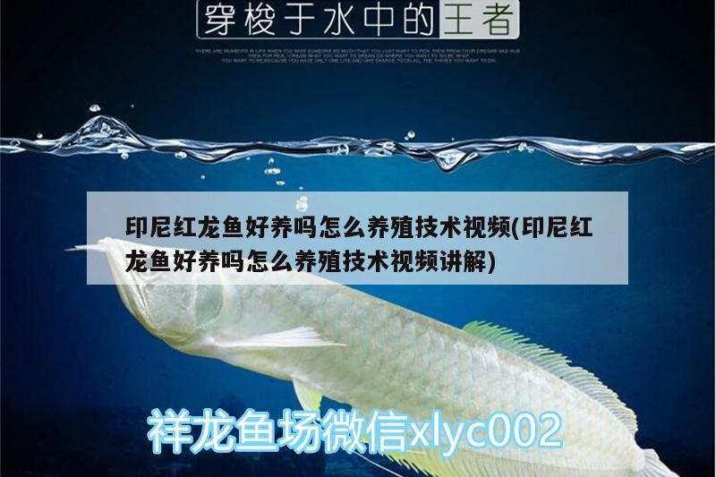 印尼紅龍魚好養嗎怎么養殖技術視頻(印尼紅龍魚好養嗎怎么養殖技術視頻講解)