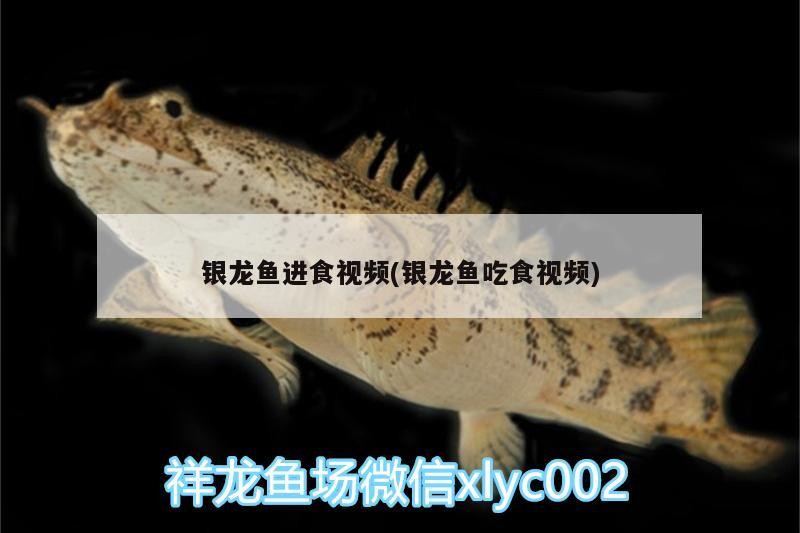 銀龍魚進食視頻(銀龍魚吃食視頻)