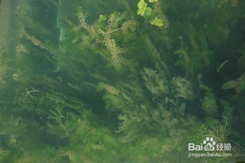 風(fēng)水魚缸放什么位置最好：風(fēng)水魚缸放什么位置最好呢