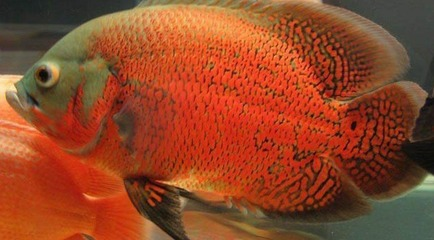 風水魚不能朝北的原因：風水魚朝向